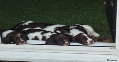 English Springer Spaniel dogs - Advert 6