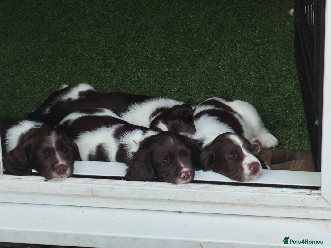 English Springer Spaniel dogs for sale: ESS girl puppies  - Image 2
