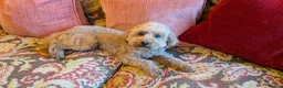 Toy Poodle dogs for sale: Adorable Poodle boy looking for a new home in Ware - Advert 2