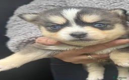 Pomsky dogs for sale: Stunning F4 Pomskies - Image 14