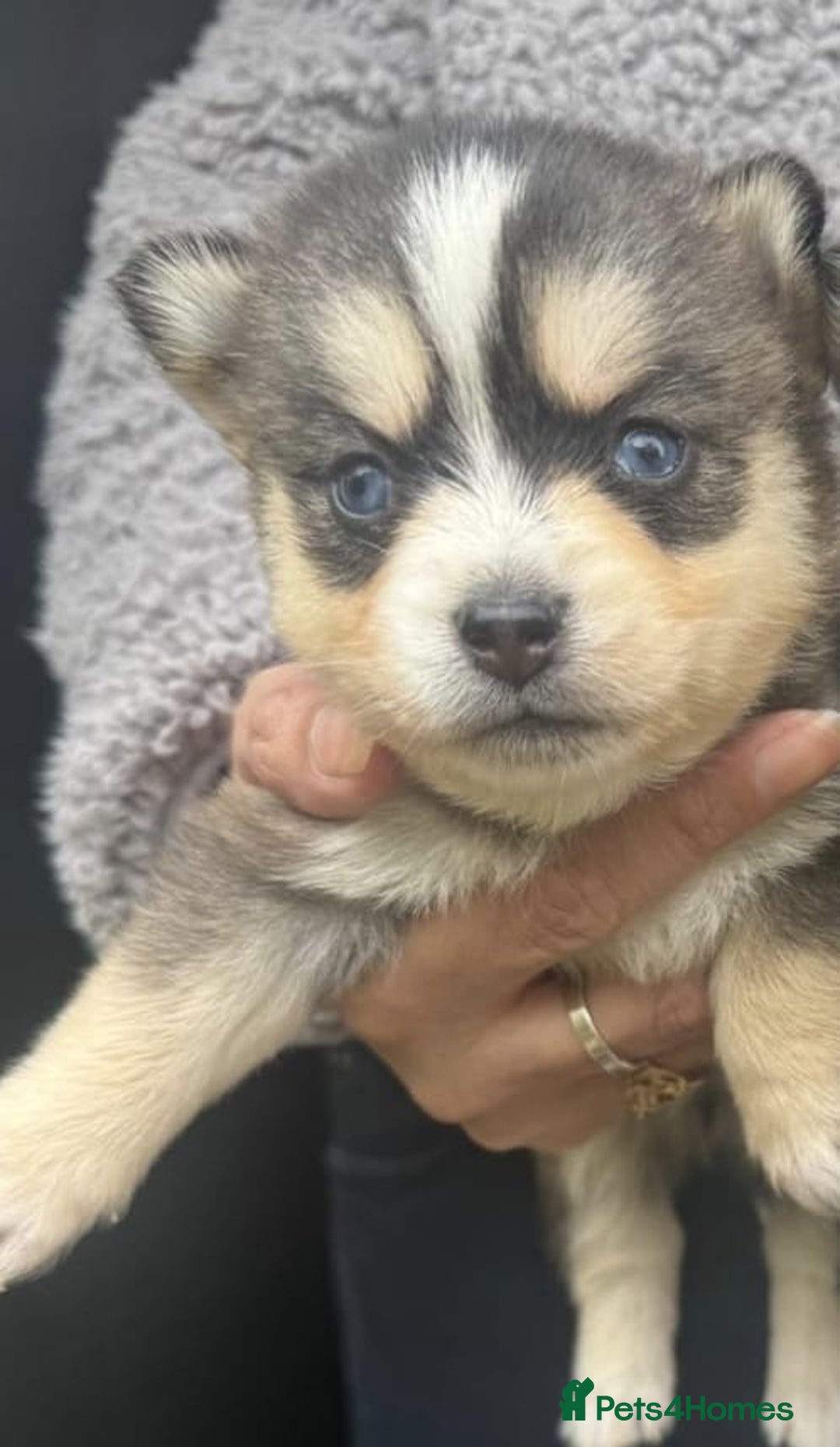 Pomsky dogs for sale: Stunning F4 Pomskies - Image 14
