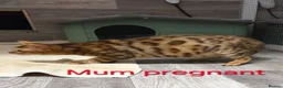 Bengal cats for sale: READY NOW FULL BENGAL KITTENS TICA REGISTERED  in Whitby - Advert 7