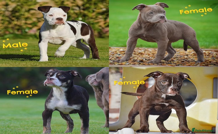 Old Tyme Bulldog dogs COUNCIL APPROVED⭐️5⭐️LICENSED.23 YEARS EXPERIENCE  - Advert 1