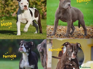 Old Tyme Bulldog dogs COUNCIL APPROVED⭐️5⭐️LICENSED.23 YEARS EXPERIENCE - Advert 2