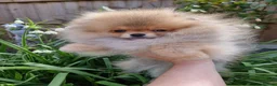 Pomeranian dogs for sale: Luxury Pomeranian puppies for sale!!! - Advert 29