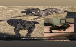 Cane Corso dogs for sale: Cane Corso just had her first litter of babies!!  - Image 5