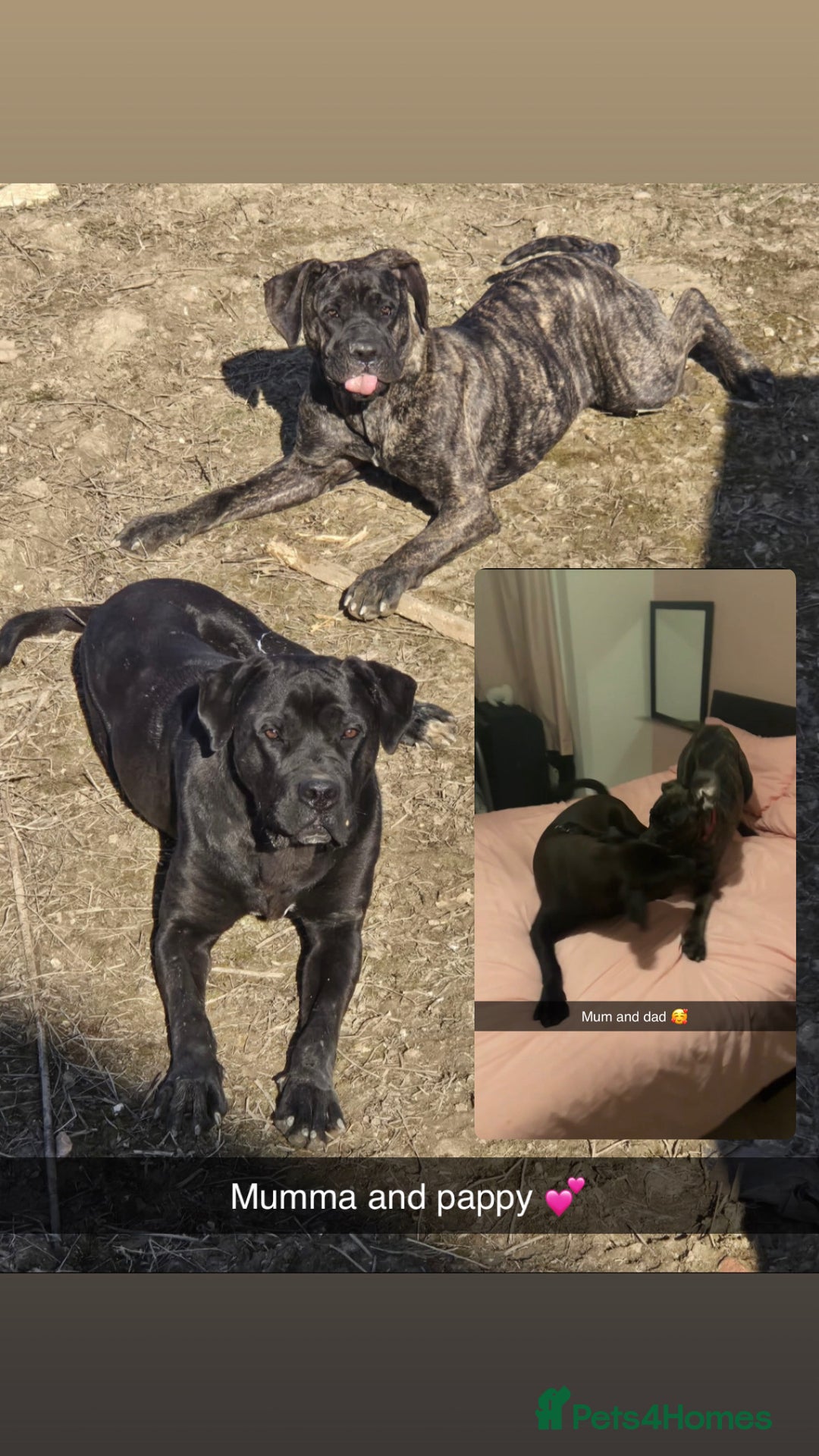 Cane Corso dogs for sale: Cane Corso just had her first litter of babies!!  - Image 5