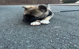 Mixed Breed dogs for sale: Siberian Husky  - Image 3
