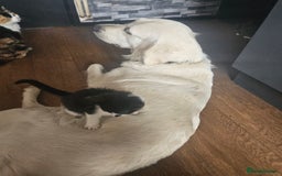 Mixed Breed cats for sale: Friendly Lovely Kittens  - Image 4