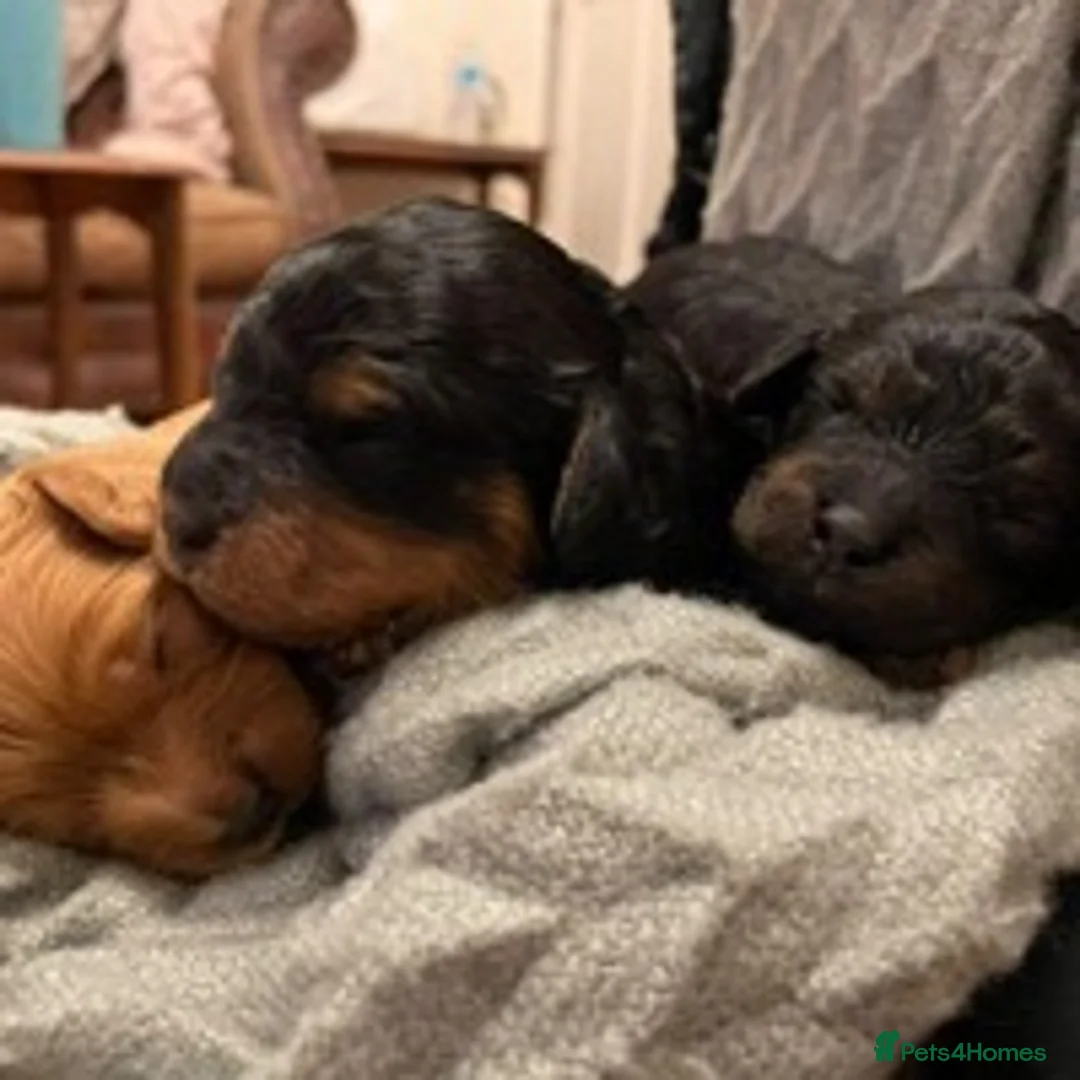 Cavapoo dogs for stud: F1 PROVEN Toy Cavapoo DNA Clear stud in Stafford - Advert 9