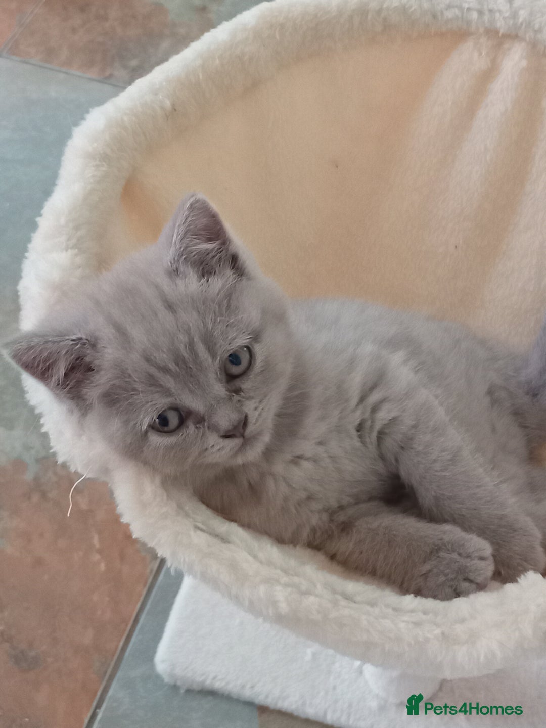 British Shorthair cats for sale: Beautiful British short-hair kittens  - Image 10
