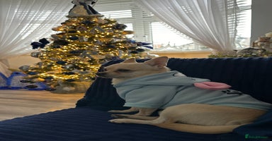 Chihuahua dogs - Advert 11