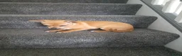Chihuahua dogs for sale: AVAILABLE: PRICE LOWERED - Advert 8