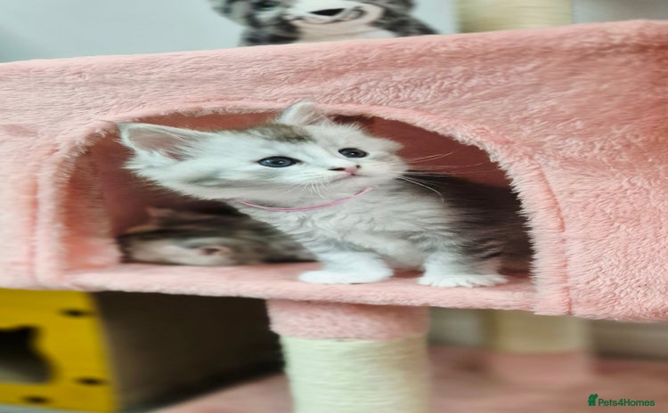 Maine Coon cats 17 Dec Rare Silver Ticked Pedigree Maine Coons - Advert 6