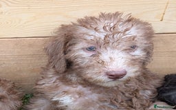 Bedlington Terrier dogs for sale: Bedlington terriers - working stock - Image 30