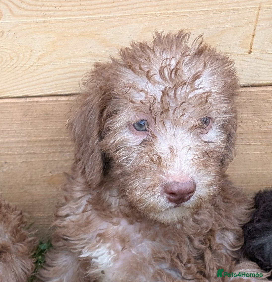 Bedlington Terrier dogs for sale: Bedlington terriers - working stock - Image 30