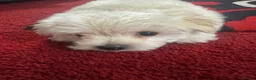 Morkie dogs for sale: 3 morkie puppies  - Advert 16