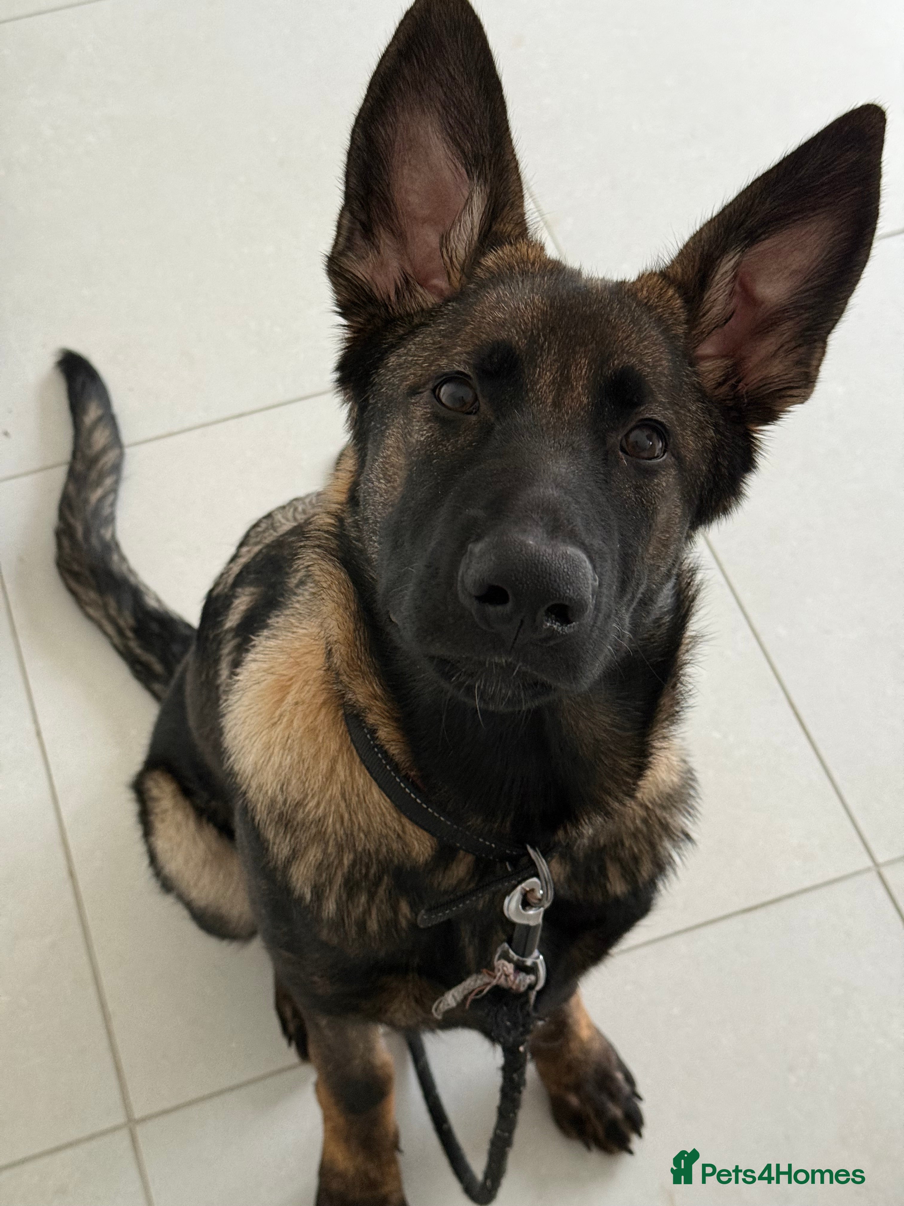 German Shepherd dogs Stunning Working line German Shepherd - Advert 2