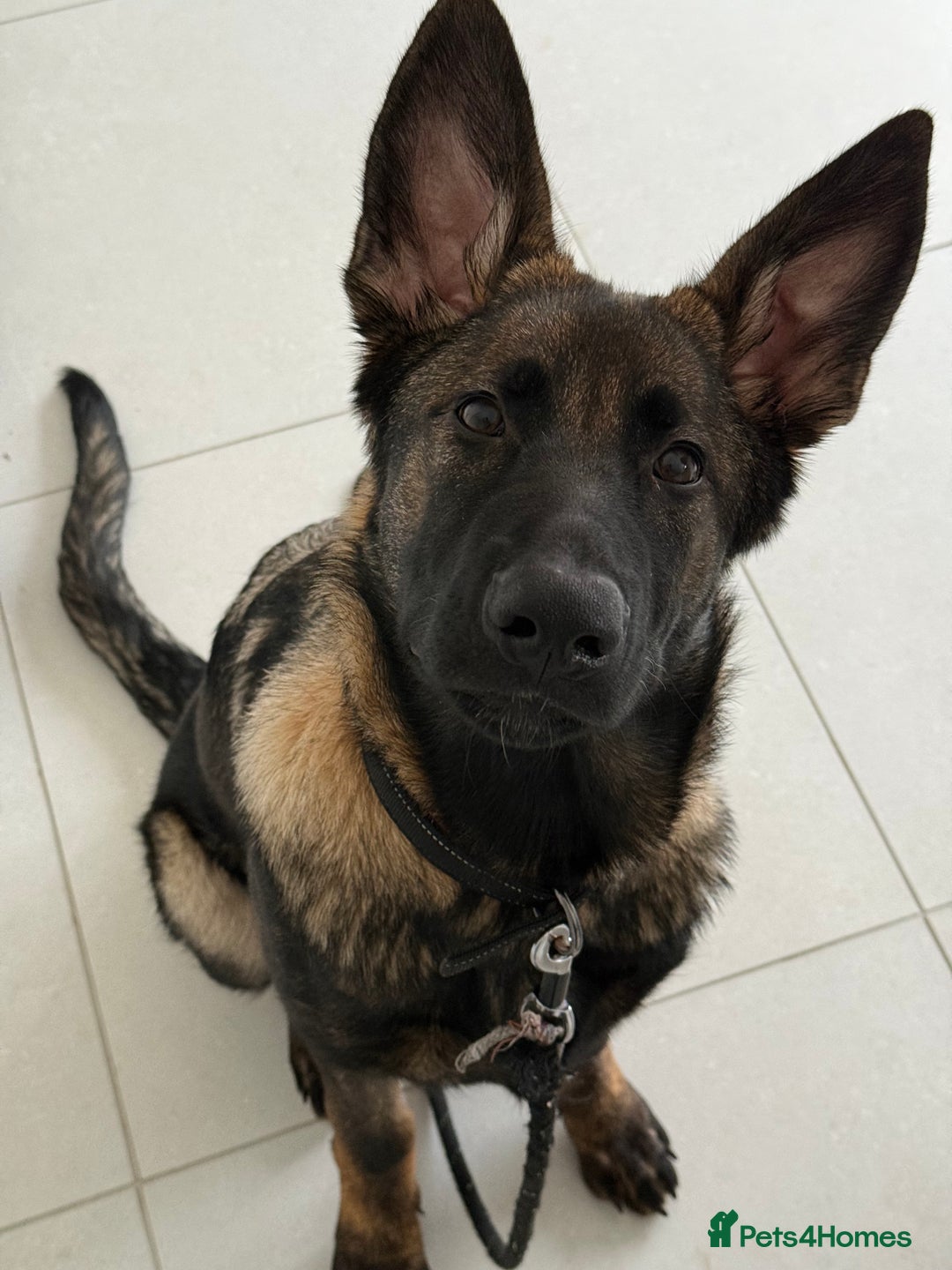 German Shepherd dogs for sale: Stunning Working line German Shepherd - Advert 3