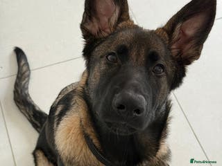 German Shepherd dogs Stunning Working line German Shepherd - Advert 20