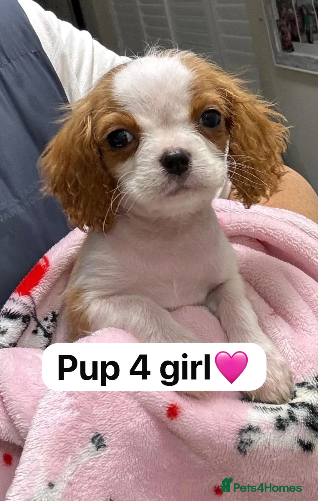 Cavapoo dogs for sale: LAST GIRL !! - Advert 7