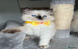 Ragdoll cats for sale: Registered Ragdoll kittens LAST GIRL HCM/PKD clear - Image 1