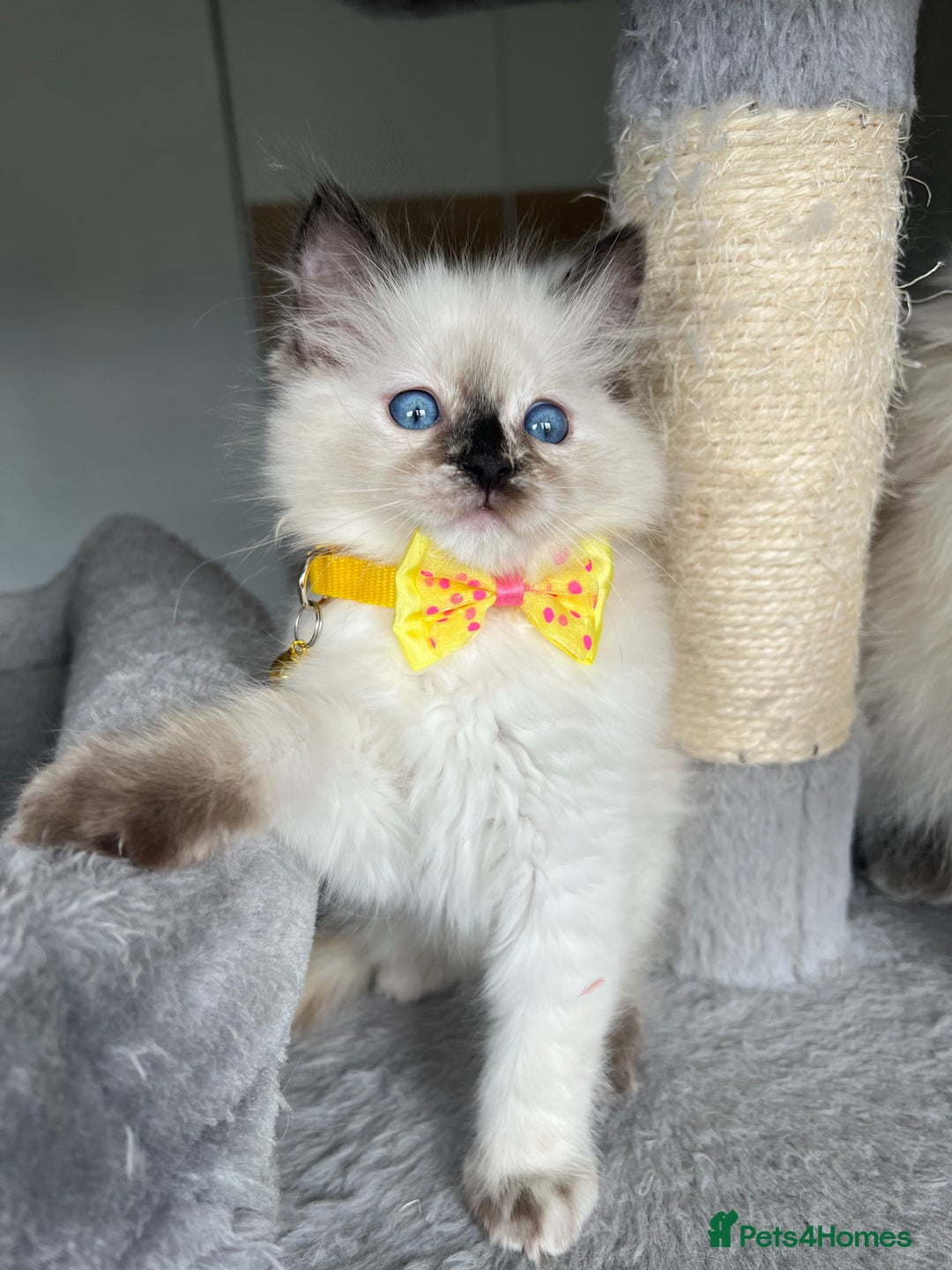 Ragdoll cats for sale: Registered Ragdoll kittens LAST GIRL HCM/PKD clear - Image 1