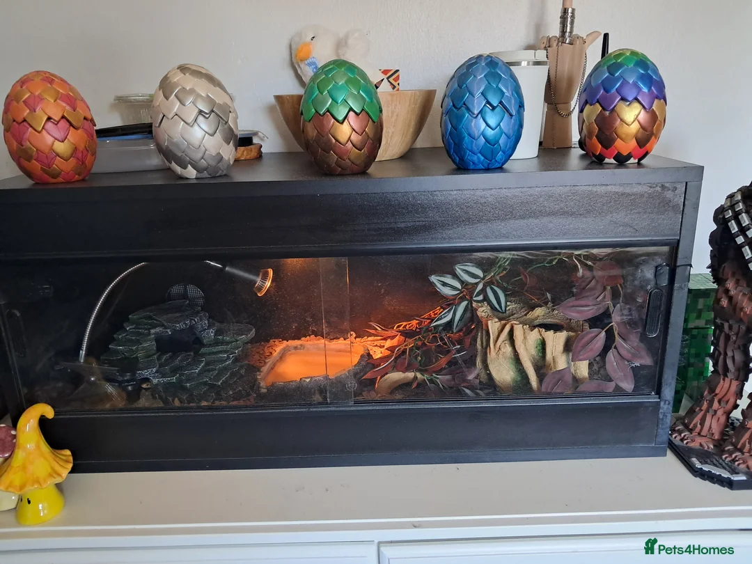 Corn Snake reptiles for sale: Corn snake  in Rochford - Advert 2