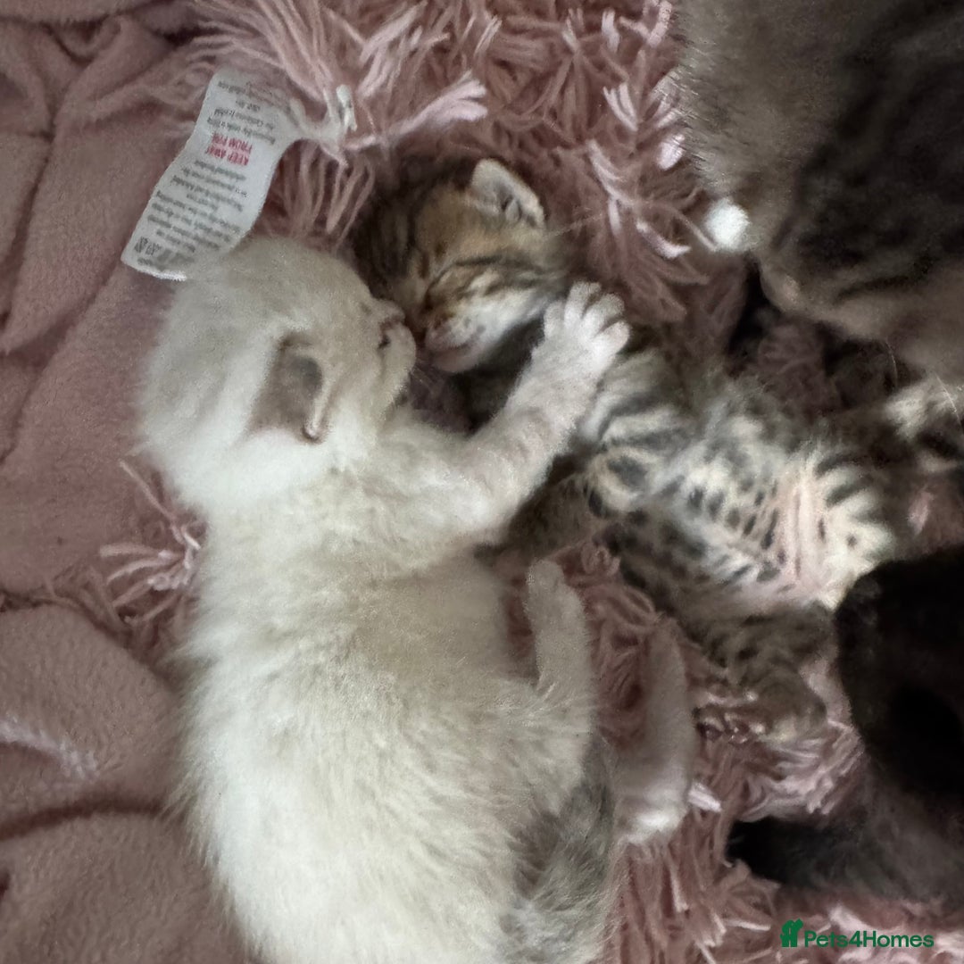 Bengal cats for sale: Beautiful Bengal Kittens - only GIRL available  - Advert 10