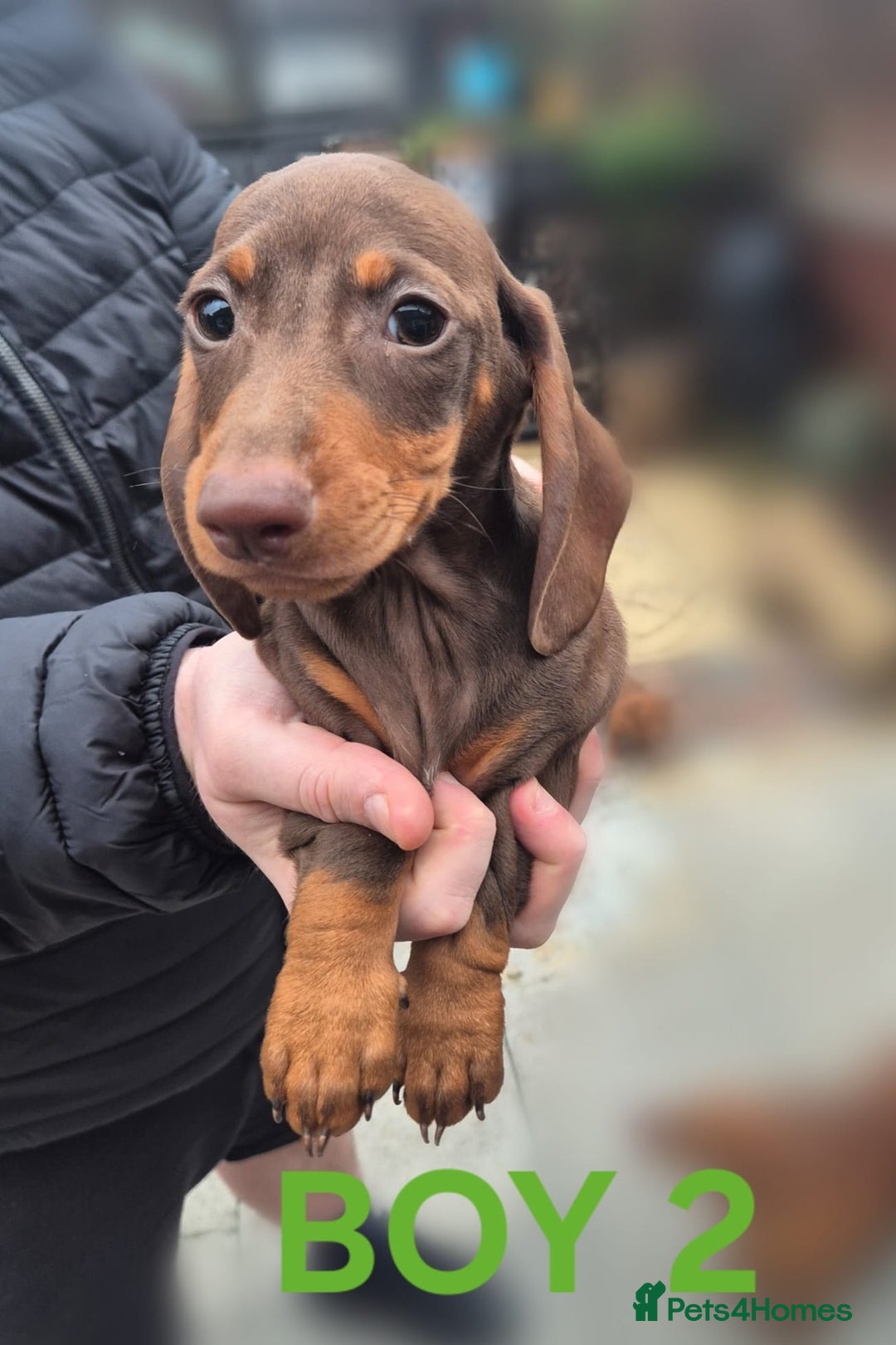 Miniature Dachshund dogs for sale: 2 Remaining! Miniature Dachshunds For Sale! - Advert 7