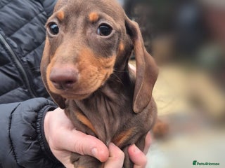 Miniature Dachshund dogs Reduced till friday!Miniature Dachshunds For Sale! - Advert 1