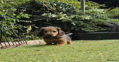 Dachshund dogs - Advert 1