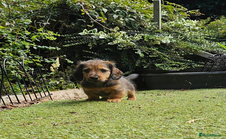 Dachshund dogs - Advert 2