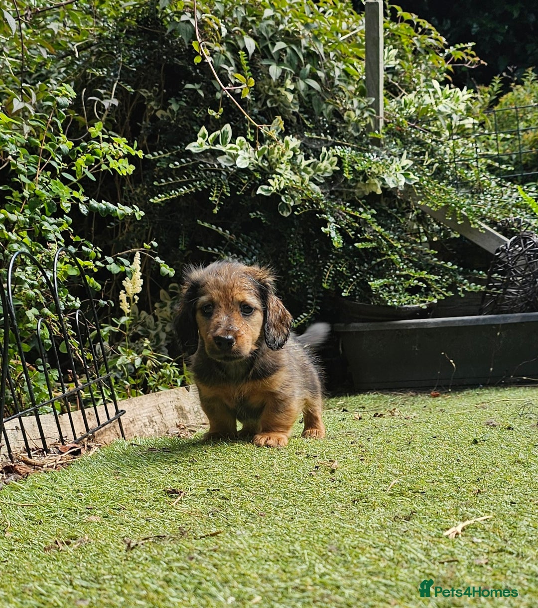 Dachshund dogs for sale: Mini Long Haired Dachshund Boys - Image 2