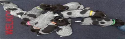 German Wirehaired Pointer dogs for sale: KC Registered German Wirehaired Pointer Puppies - Advert 4
