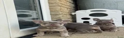 French Bulldog dogs for sale: Health Clear KC Registered French Bulldog Puppies - Advert 22
