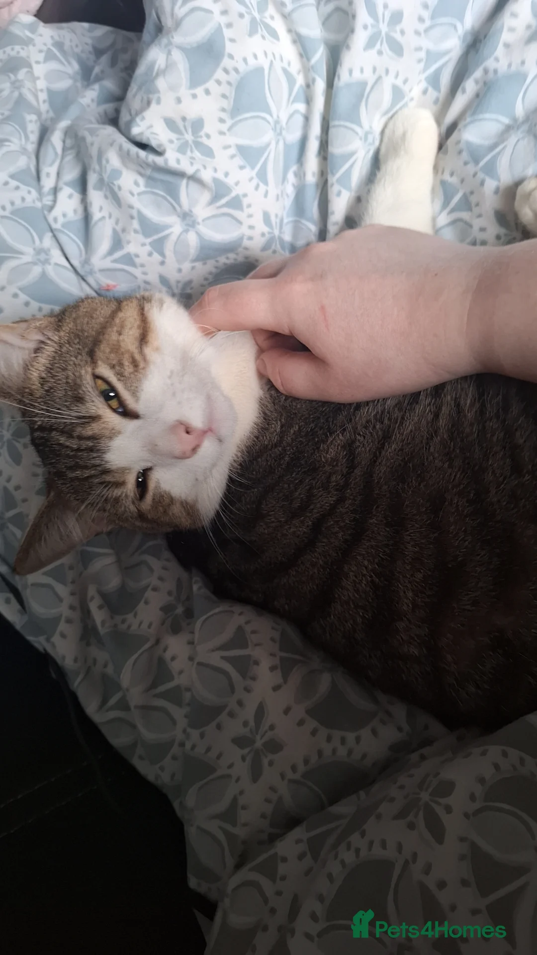 Mixed Breed cats for sale: 2 male cats for sale in Burnley - Advert 2