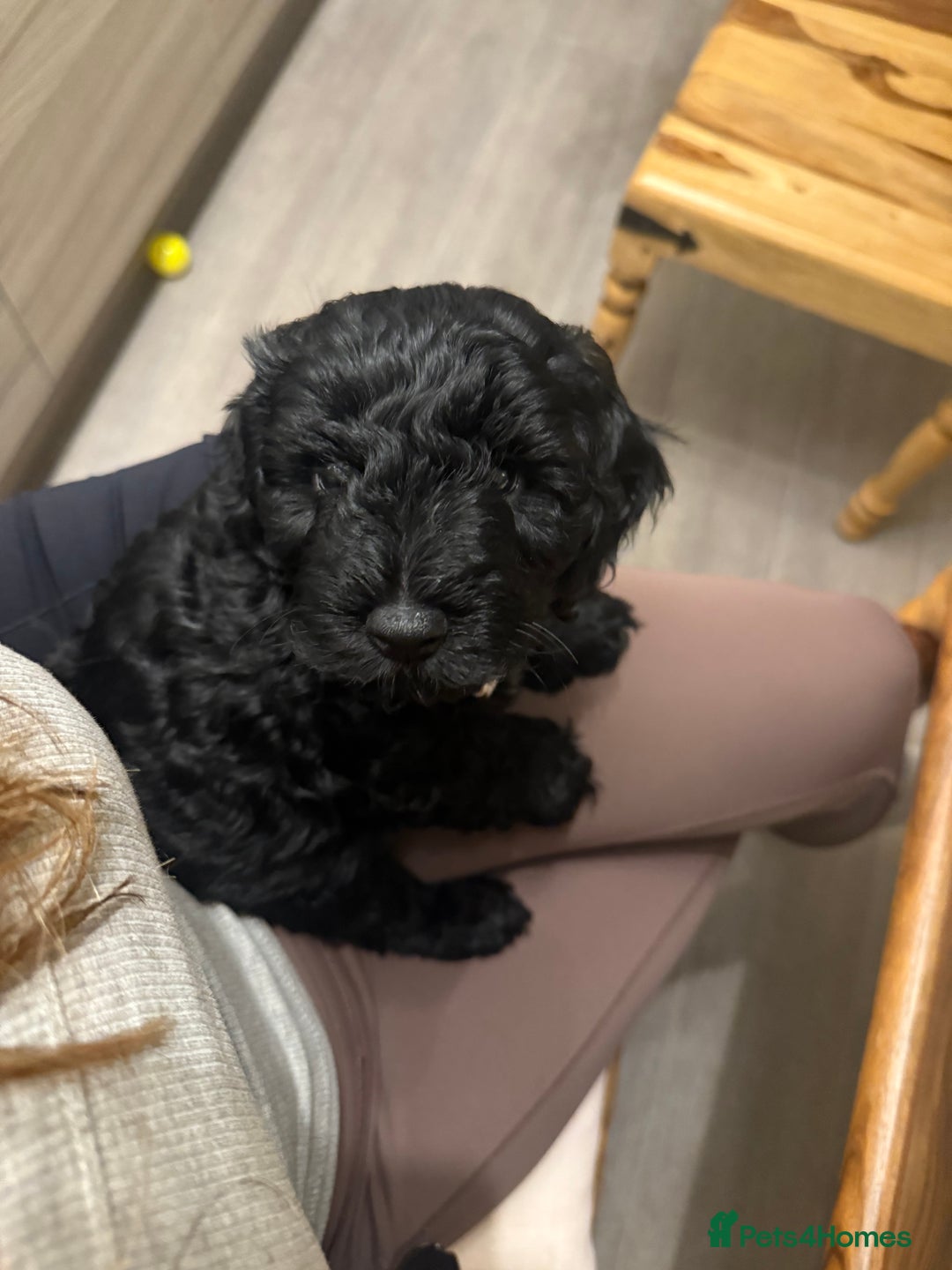 Cavapoo dogs for sale: Cavapoo puppies - Advert 7
