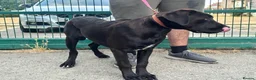 Cane Corso dogs for sale: 1 male 1 female cane  in Romford - Advert 2