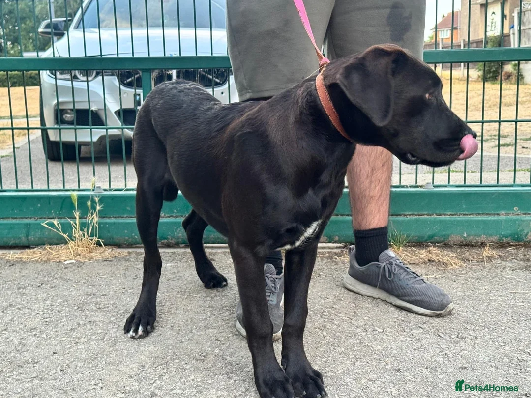Cane Corso dogs for sale: 1 male 1 female cane  in Romford - Advert 2