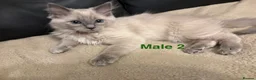 Ragdoll cats for sale: Six Ragdoll Kittens For Sale  - Advert 11