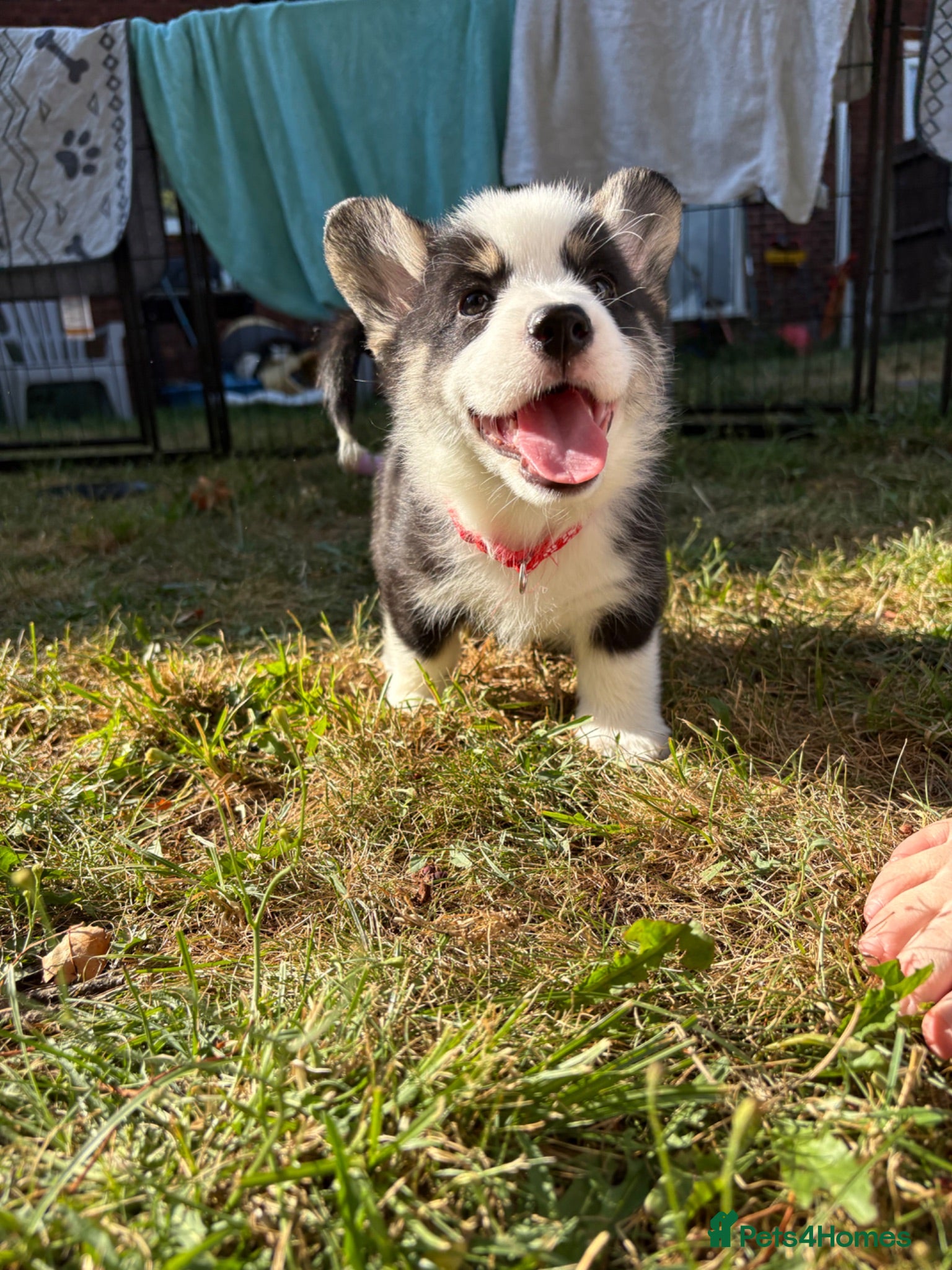 Welsh Corgi Pembroke dogs Welsh corgi (Pembroke) puppies - Advert 2