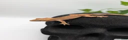 Gecko reptiles for sale: Mixed Morph Crested Gecko - Advert 11