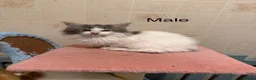 Mixed Breed cats for sale: Half ragdoll/half Maine coon kittens - Advert 7