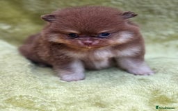 Pomeranian dogs for sale: Teddy bear poms x - Image 7