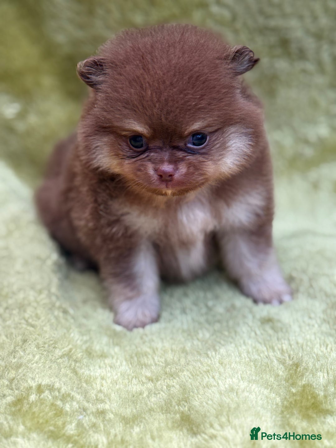 Pomeranian dogs for sale: Teddy bear poms x - Image 7