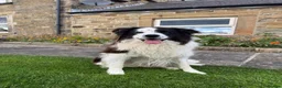 Border Collie dogs for sale: Gorgeous Litter of border collie puppy’s  - Advert 9