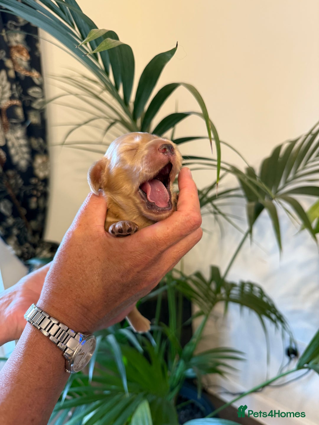 Miniature Dachshund dogs for sale: Beautiful long haired cream mini dachshund puppies - Image 12
