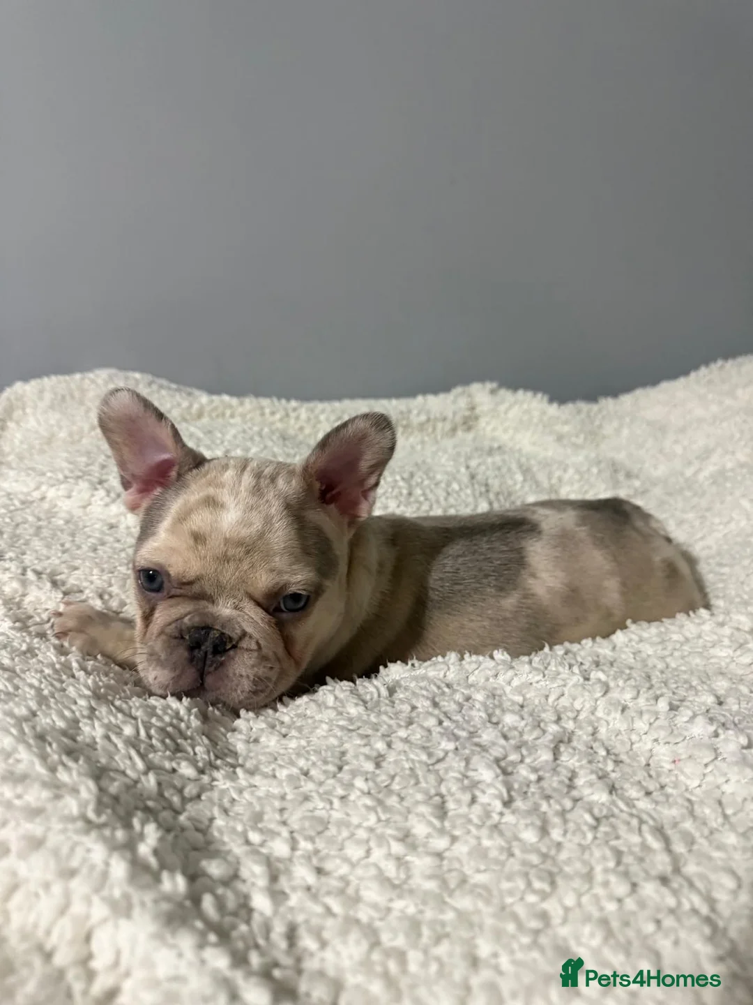 French Bulldog dogs for sale: 🐾 Merle French Bulldog Puppies 🐾 in Aberdeen - Advert 11