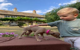 Italian Greyhound dogs for sale: Italian greyhound puppies KC reg. European lineage - Image 21